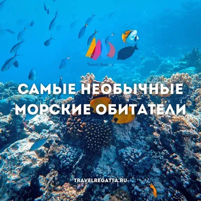 Морские обитатели - купить с доставкой по выгодным ценам в  интернет-магазине OZON (396738936)