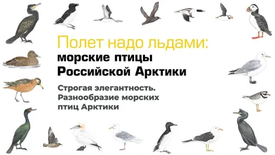 Зоография с Алексеем Осокиным - Хохлатые бакланы – морские птицы. Они  гнездятся на побережьях, занимая скалы или скопления камней. В семье оба  родителя заботятся о потомстве. Сначала попеременно высиживают яйца, а после