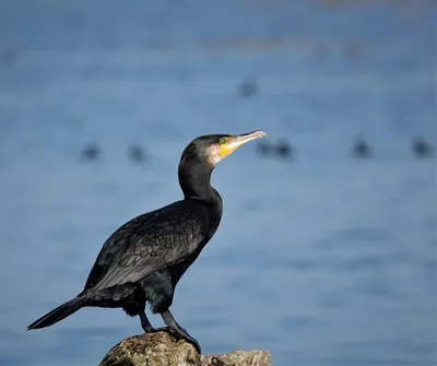 Морские птицы – список, названия, описание, фото и видео -  Научно-популярный журнал: «Как и Почему»