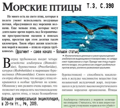 Как морские птицы обходятся без пресной воды? | О'кейда | Дзен