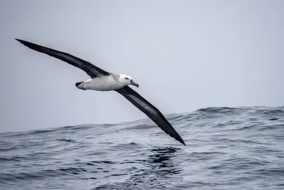 Красивые морские птицы в карибском море Стоковое Изображение - изображение  насчитывающей океан, чайка: 135742005