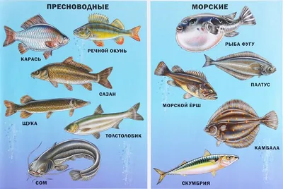 Маленькие Морские Рыбы Плавающие В Маленьком Бассейне Для Детей — стоковые  фотографии и другие картинки Без людей - iStock