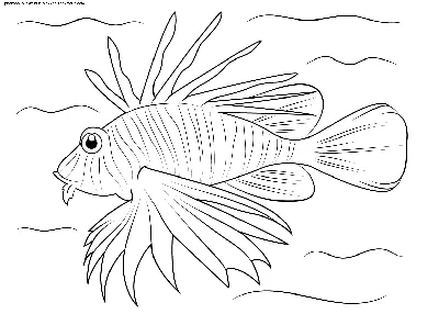 Раскраска Морской окунь | Раскраски морских рыб. Раскраска рыб, обитающих в  морях и океанах