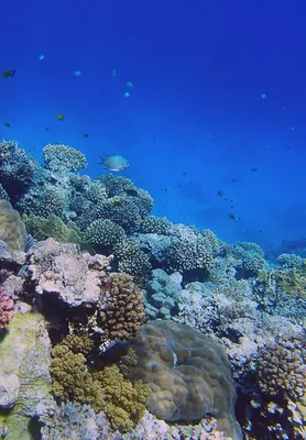 Рыбы, обитающие как в пресной, так и в морской воде