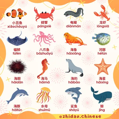 Шпаргалка: морские животные 🐚 | Китайский язык Zhidao.Chinese | Дзен