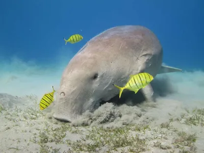 Карточки морские животные для детей скачать и распечатать бесплатно