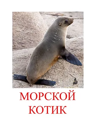 Морские животные (89 фото) »