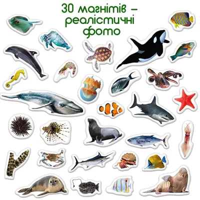 Sea Animals - Морские животные - Английский за 30 часов | فيسبوك