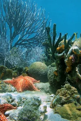 морское дно картинки Красивые картинки морское дно, звезды, корралы. . Фото  обои 320x480 пикселей 8847… | Ocean creatures, Underwater world, Beautiful  sea creatures