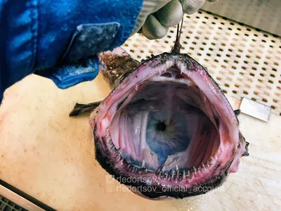 Fish Fest TLT - У этой рыбы 🐟 много имен – морской волк (окунь, судак),  койкан, лубина, спигола, раньо, брандзино (бранцино). •Поэтому в некоторых  мировых ресторанах, услышав слово «лаврак», не понимают, что