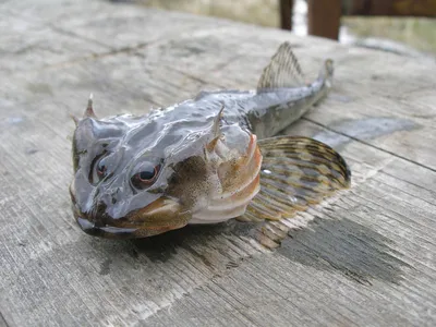 Рыба Охлажденная свежая Сибас - «Рыба СИБАС (Seabass - морской волк )» |  отзывы