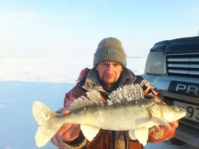 Морские чудища в северо-западных широтах — фотоподборка самых шокирующих рыб  - 23 октября 2022 - Фонтанка.Ру