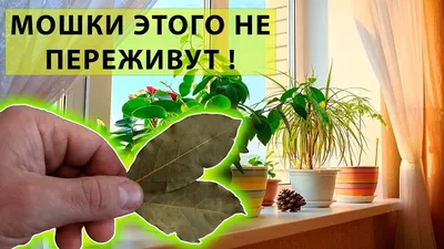 Как избавиться от мошек в цветочных горшках: 3 полезных совета | ivd.ru