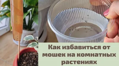 Мошки в комнатных цветах, как избавиться в домашних условиях