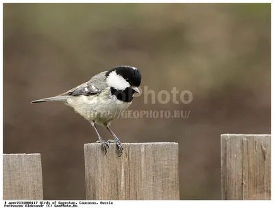 Фотография Московка (Parus ater) Птицы Дагестана | Фотобанк  ГеоФото/GeoPhoto | GetImages Group