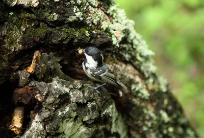 Фотография Московка (Parus ater) Птицы Дагестана | Фотобанк  ГеоФото/GeoPhoto | GetImages Group