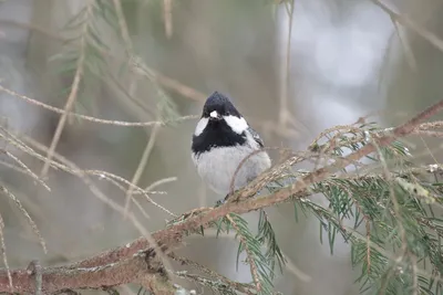 Московка(Periparus ater)-Coal tit.. Photographer Lyapustin Yuriy