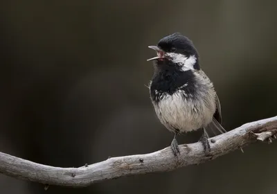 Птицы в кадре on Instagram: “🐣Московка - самая маленькая наша синичка, но  очень смелая. Именно она впервые взяла у меня корм с рук н… | Cute animals,  Animals, Bird