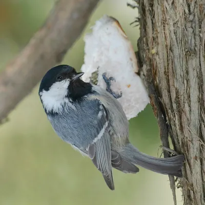 Московка (cypriotes) - eBird