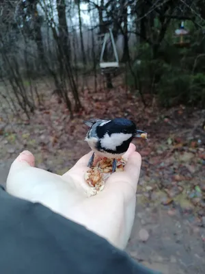 Московка (Parus ater). Птицы Сибири.