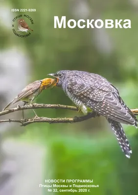 Московка (Parus ater). Фотогалерея птиц. Фотографии птиц России, Беларуси,  Украины, Казахстана, Таджикистана, Азербайджана.