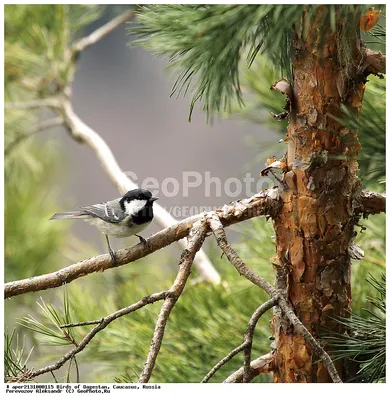 Московка (Periparus ater). Фотогалерея птиц. Фотографии птиц России,  Беларуси, Украины, Казахстана, Таджикистана, Азербайджана.