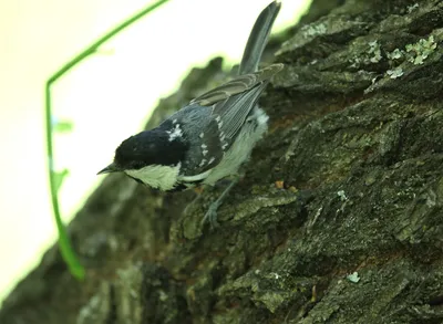 Московка Parus ater Coal Tit