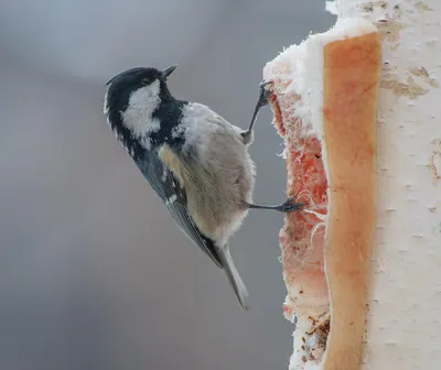 Московка (Parus ater). Птицы Сибири.