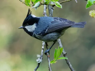 Московка - eBird