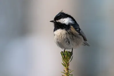 Московка (Parus ater). Птицы Сибири.