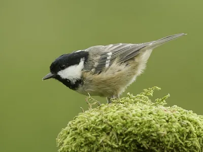 Московка - eBird