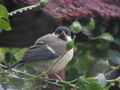 Московка (Periparus ater). Фотогалерея птиц. Фотографии птиц России,  Беларуси, Украины, Казахстана, Таджикистана, Азербайджана.