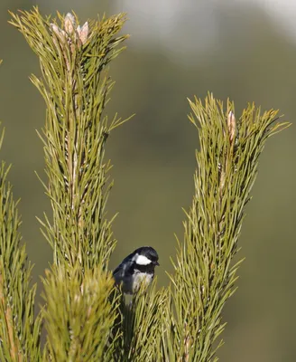 Московка, Periparus ater ater, Coal Tit | Москва, Серебряный… | Flickr