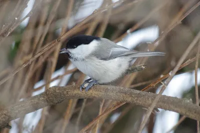 Московка (Parus ater). Птицы Сибири.