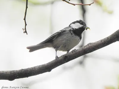 Московка (Parus ater). Птицы Европейской России.