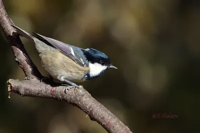 Московка (Parus ater). Птицы Дальнего Востока России.