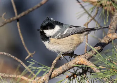 Московка (britannicus/hibernicus) - eBird