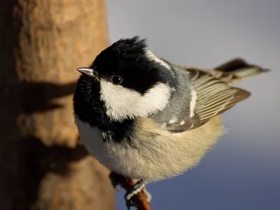 Птицы Псковской области » Московка (Parus ater)