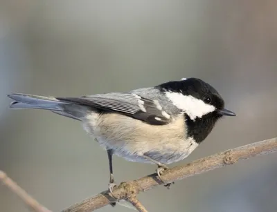 Московка — Parus ater / Галерея / Птицы России