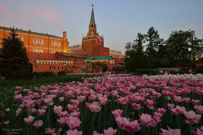 Красная площадь, Александровский сад, Зарядье — экскурсия в Москве