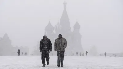 Пока вы спали: Путин поручил, осы захватили Москву, апокалипсис рядом,  заскучавшие коровы - PrimaMedia.ru