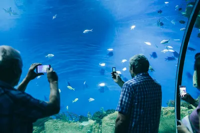 Курсы по дайвингу в Крокус Сити Океанариум в Москве проводит компания RuDIVE