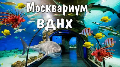 💃 Афиша, расписание и билеты - Москвариум в Москве | Portalbilet.ru