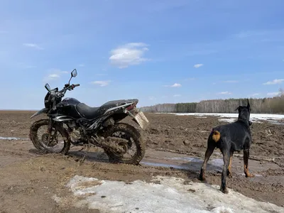 Мотособака-снегоуборщик!