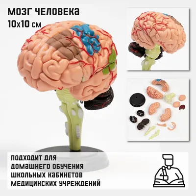 650 699 рез. по запросу «Мозг человека» — изображения, стоковые фотографии,  трехмерные объекты и векторная графика | Shutterstock