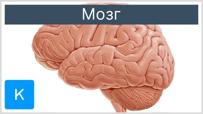 Головной мозг схемы : нормальная анатомия | e-Anatomy