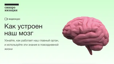 Почему мозг человека сморщенный? | ЗНАЙКИН | Дзен