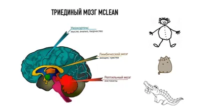 Мозг рисунок для срисовки - 47 фото