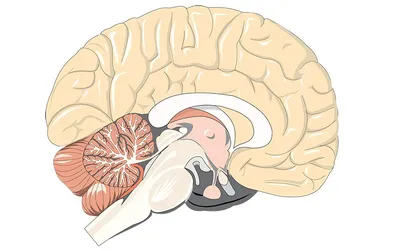 Мозг человека: строение, функции и способы сохранить его здоровье