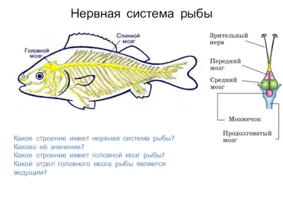 Эволюция головного мозга позвоночных животных | ВКонтакте